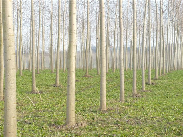 Poplar Plantation in Italy