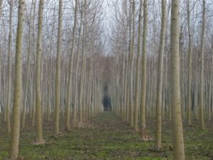 poplar plantation italy