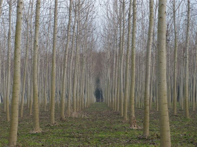 poplar plantation italy