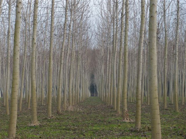 poplar plantation italy