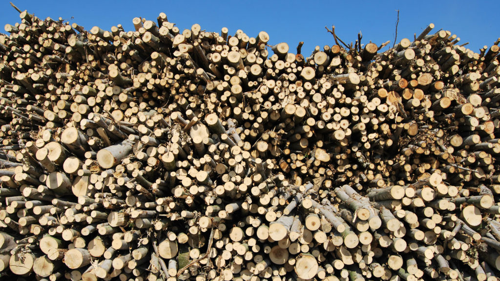 Poplar raw material