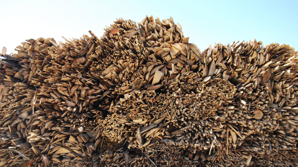 Poplar raw material