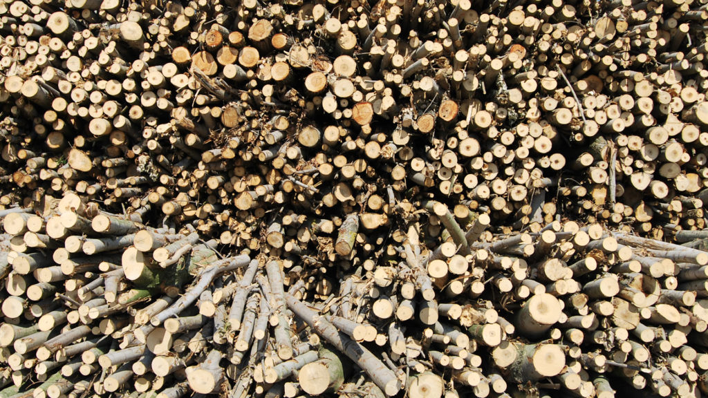 Poplar raw material