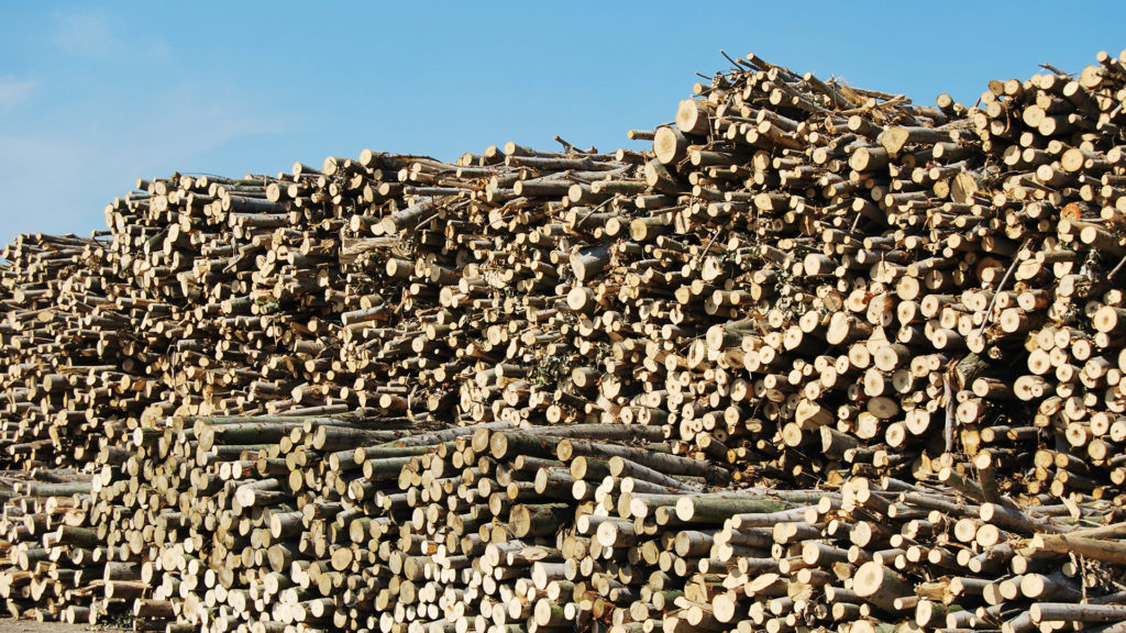 Poplar raw material